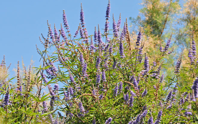 Vitex agnus-castus, Chaste Tree